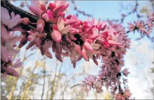  ?? DEAN FOSDICK VIA AP ?? Redbud blooms near New Market, Va., in a March photo — about the time bees were beginning to emerge to forage for a new season of honey production.