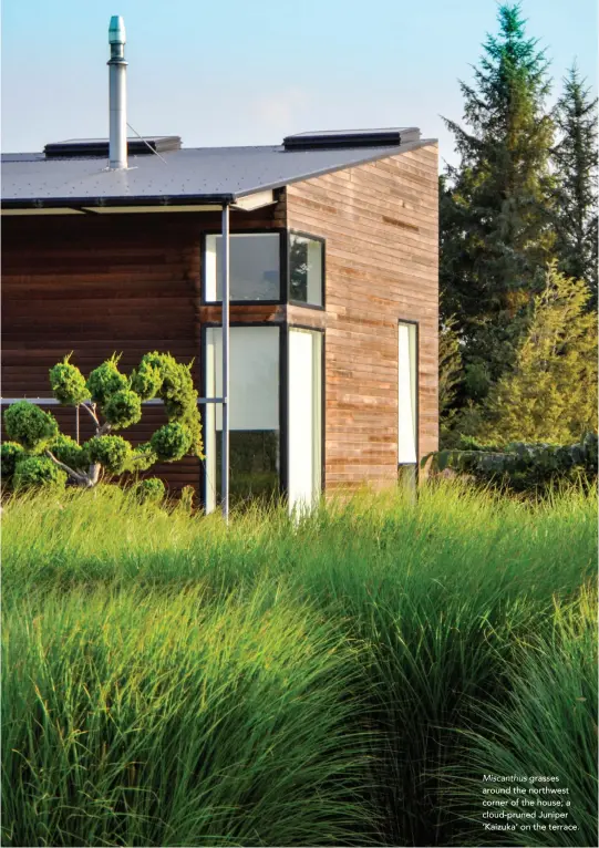  ??  ?? Miscanthus grasses around the northwest corner of the house; a cloud-pruned Juniper ‘Kaizuka’ on the terrace.