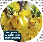  ??  ?? Don’t prune forsythia until after flowering