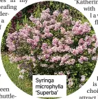  ?? ?? Syringa microphyll­a ‘Superba’