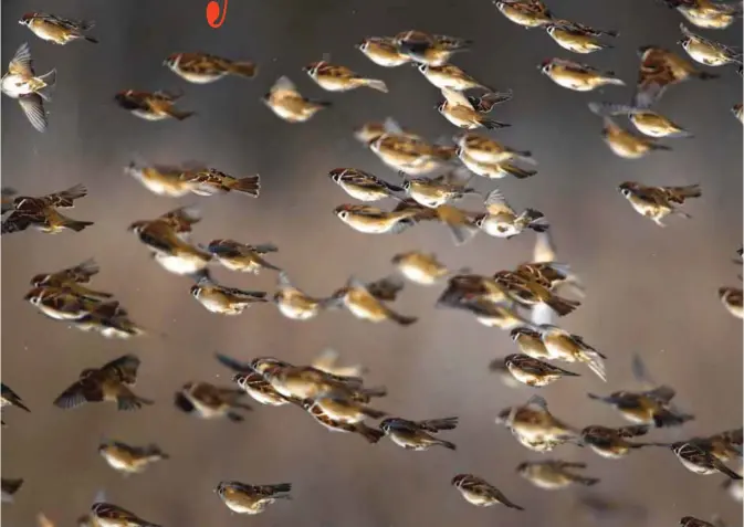  ??  ?? Sparrows fly along the edge of the forest as they feed in a field on the outskirts of Minsk, Belarus. — AP