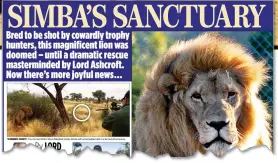  ??  ?? SICKENING: A gruesome kill shot that triggered worldwide revulsion, and how Lord Ashcroft described saving Simba in The Mail on Sunday last year