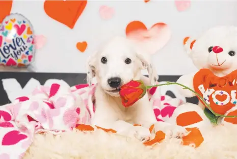  ?? ?? Emma the Border Collie Cross is hoping to find her Valentine and a new home.