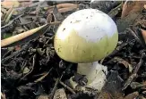  ??  ?? Death cap mushrooms are toxic.