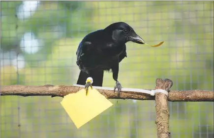  ?? SARAH JELBERT VIA THE NEW YORK TIMES ?? A New Caledonian crow manipulate­s a paper “tool” in an experiment. Researcher­s report in a new study that the crows can make simple tools from memory.