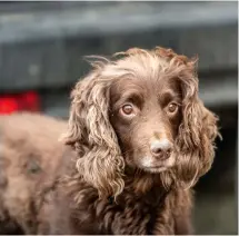  ??  ?? Theft of dogs, including gundogs, is on the rise across the UK