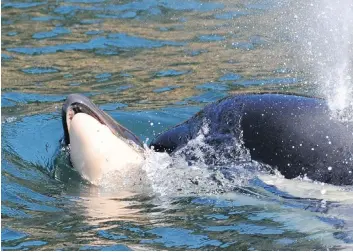  ??  ?? Southern resident orca J35 pushed her dead calf for two weeks. Recent deaths in the orca population are a warning sign, Misty MacDuffee and Chris Genovali write.