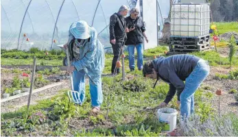  ?? FOTO: HARALD RUPPERT ?? Bei Solawi in Raderach gibt es immer was zu tun. Auch Raderachs Ortsvorste­her Bruno Mainz und seine Frau Eva (Mitte) schauen sich an, wie das Projekt vorankommt.