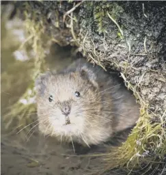  ?? PICTURE: DICK HAWKES ?? A water vole in the South Downs National Park