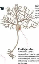  ??  ?? Purkinjece­ller Netthinnen­s nervecelle­r Netthinnen­s bipolare celler er inni øyet og overfører signaler fra staver og tapper. Der blir lys og farge registrert og sendt som impulser til hjernen.
