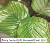  ??  ?? Many houseplant­s like warmth and light