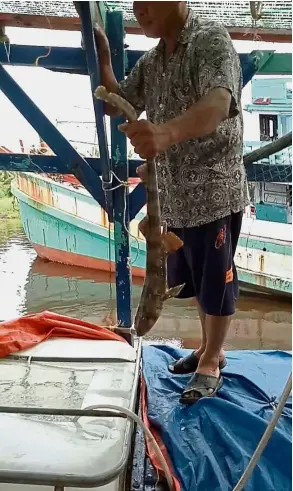  ??  ?? Catch of the day:
A shark being hauled from the boat.