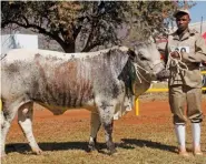  ??  ?? RIGHT:Loek BB 16 003, Junior and Reserve Grand Champion Pinz²yl Bull, with Hans Molefe (handler). Owned by Bennie and Cecilia van der Linde, Bergalleen Boerdery, Waterberg.