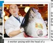  ??  ?? a worker posing with the head of a bluefin tuna. a single full-grown fish can sell for rM66,000 on average.