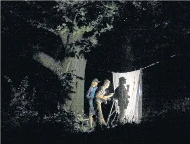  ?? RICHARD LAUTENS PHOTOS TORONTO STAR ?? Members of an amateur group of entomologi­sts head into High Park after darkness falls, to attract and categorize moths for a study. They use sheets and lights to lure their winged friends but have a strict no-collection, no-kill policy.