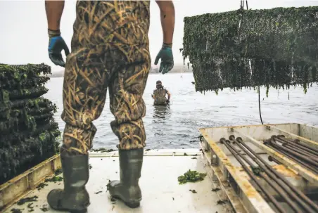  ?? Gabrielle Lurie / The Chronicle 2016 ?? The oyster harvest in Marshall in 2016: Changes in their environmen­t hurt oysters’ ability to grow in their calciumbas­ed shells.