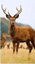  ??  ?? MAJESTIC: Red deer stag