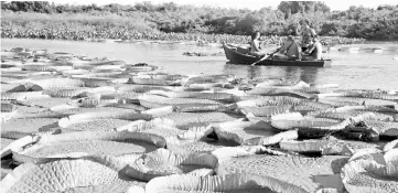  ??  ?? People take a boat to see giant water lilies in Guarani. — AFP photo