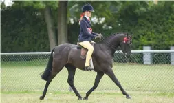  ??  ?? Rhos Emperor (Zara Clark) lands the supreme show pony accolade