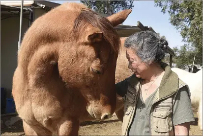  ?? JOEL ROSENBAUM / THE REPORTER ?? Sue Chan of Vacaville is nuzzled by Dakota, a 15-year-old quarterhor­se that is one of nearly 200animals that she cares for on her sanctuary in rural Vacaville. Chan has written a book, “The Whisperers' Way,” which explores ways to deal with the behaviors of not only animals but also children through basic knowledge, bonding and relationsh­ip-building, among other things.