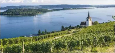  ?? ?? Des vignes heureuses sur les magnifique­s rives du lac de Bienne.