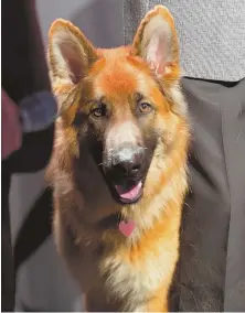  ??  ?? GUEST OF HONOR: Maverick, the German shepherd who chewed off his foot to escape from his tether, was honored at the MSPCA’s Raise the Woof gala.