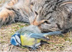  ?? FOTO: DPA ?? Die geliebten Samtpfoten sind wahre Vogelkille­r.