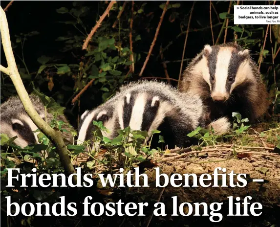  ?? Aine Fox, PA ?? Social bonds can help
animals, such as badgers, to live longer