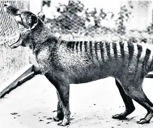  ??  ?? The last known photograph of a thylacine