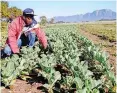  ?? AYANDA NDAMANE ?? THE AGRI-Industrial Fund is aimed at easing the funding constraint­s and entry barriers to commercial agricultur­e facing black farmers. | African News Agency (ANA)