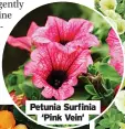  ?? ?? Petunia Surfinia ‘Pink Vein’