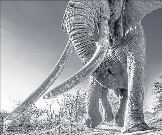  ??  ?? Lugard, a 48-year-old bull elephant, in Kenya’s Tsavo East national park. The picture was taken by acclaimed wildlife photograph­er David Yarrow as part of an assignment aimed at capturing rare large-tusked animals threatened by poaching. Below: Poached tusks in Kenya