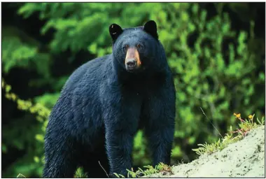  ?? Courtesy photo ?? The Missouri Conservati­on Commission recently gave final approval to MDC for Missouri’s first black bear hunting framework. MDC will present harvest and permit recommenda­tions in the spring for a possible first season in October 2021.