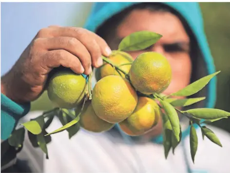  ?? FOTO: HASSAN JEDI/DPA ?? Die Weltküche kennt weit mehr als nur Zitronen: Hier eine Zitrusfruc­ht auf einer Farm in Chan Junis in Palästina.