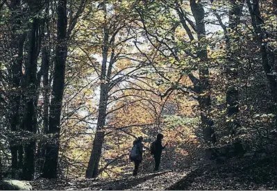  ?? PERE DURAN / NORD MEDIA ?? Los científico­s analizarán los bosques del parque natural del Montseny