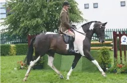  ??  ?? Wards Place Picture Perfect (Peter Hodgkinson), top ridden coloured