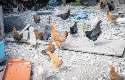  ?? Photo / Jason Oxenham ?? Glen Eden homeowner Chao Su is seeking compensati­on from his former neighbour, who had more than 100 chickens at his Great North Rd property.