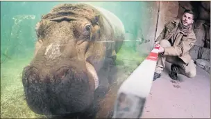  ?? PHOTO: JULIAN STRATENSCH­ULTE/ AFP/DPA ?? A keeper measures a hippo yesterday at Hanover Zoo in Germany.