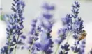  ?? Andy Cross, Denver Post file ?? There will be lots of lavender, including lavender beer, at this weekend’s Denver Botanic Gardens’ Lavender Festival at Chatfield Farms as well as educationa­l programs and live music.