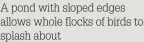  ??  ?? A pond with sloped edges allows whole flocks of birds to splash about