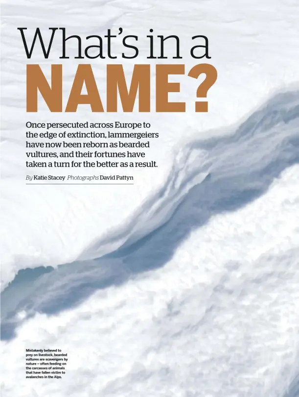  ??  ?? Mistakenly believed to prey on livestock, bearded vultures are scavengers by nature – often feeding on the carcasses of animals that have fallen victim to avalanches in the Alps.