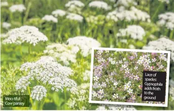  ??  ?? Moo-tiful: Cow parsley Lace of spades: Gypsophila adds froth to the ground
