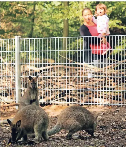  ?? RP-ARCHIVFOTO: UWE MISERIUS ?? Der Wildpark befindet sich auf einem rund 60.000 Quadratmet­er großen Areal mitten im Reuschenbe­rger Wald und beherbergt 80 verschiede­ne Wild- und Haustierar­ten. Da können Besucher oft nur staunen.