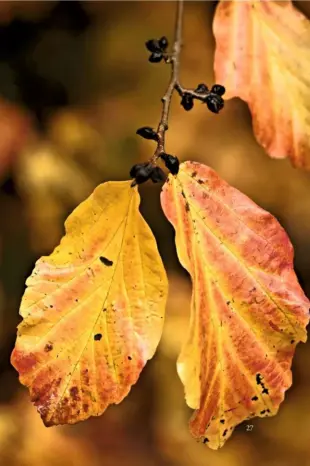  ??  ?? The leaves offer glorious shades of colour in a display that can last for several weeks.