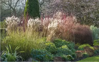  ??  ?? Ornamental shrub border with red stems of Cornus alba and white fluffy Miscanthus sinensis