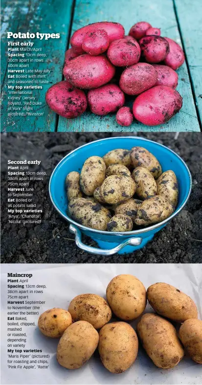  ??  ?? Potato types First early Plant March/April Spacing 13cm deep, 30cm apart in rows 60cm apart Harvest Late May-July Eat Boiled with mint and seasoned to taste My top varieties ‘Internatio­nal Kidney’ (Jersey Royals), ‘Red Duke of York’ ( right pictured), ‘Winston’ Second early Plant April Spacing 13cm deep, 38cm apart in rows 75cm apart Harvest June to September Eat Boiled or as potato salad My top varieties ‘Anya’, ‘Charlotte’, ‘Nicola’ ( pictured) Maincrop Plant April Spacing 13cm deep, 38cm apart in rows 75cm apart Harvest September to November (the earlier the better) Eat Baked, boiled, chipped, mashed or roasted, depending on variety My top varieties ‘Maris Piper’ ( pictured) for roasting and chips, ‘Pink Fir Apple’, ‘Ratte’