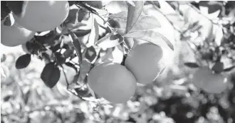  ??  ?? Dans la wilaya de Chlef, une production de 1 500 000 quintaux d’oranges est prévue pour la campagne 2020-2021