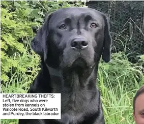  ??  ?? HEARTBREAK­ING THEFTS: Left, five dogs who were stolen from kennels on Walcote Road, South Kilworth and Purdey, the black labrador