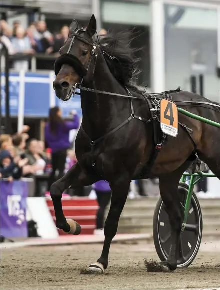  ??  ?? Ringostarr Treb under gårdagens lopp, med Wilhelm Paal i sulkyn.