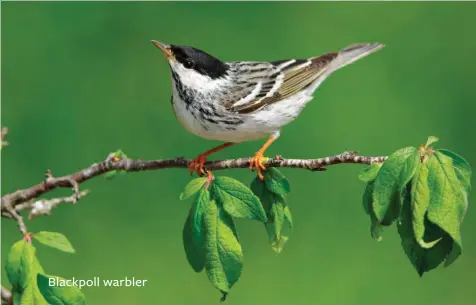  ??  ?? Blackpoll warbler